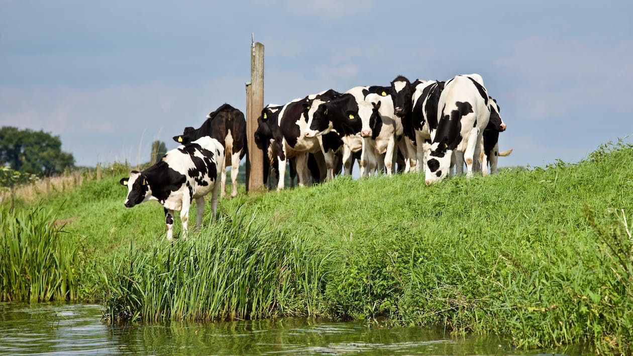 Livestock’s role in global society focus of Galway conference