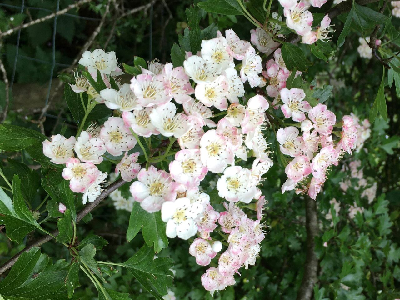 CAFRE: Hedgerow managing tips that ‘benefit’ the environment