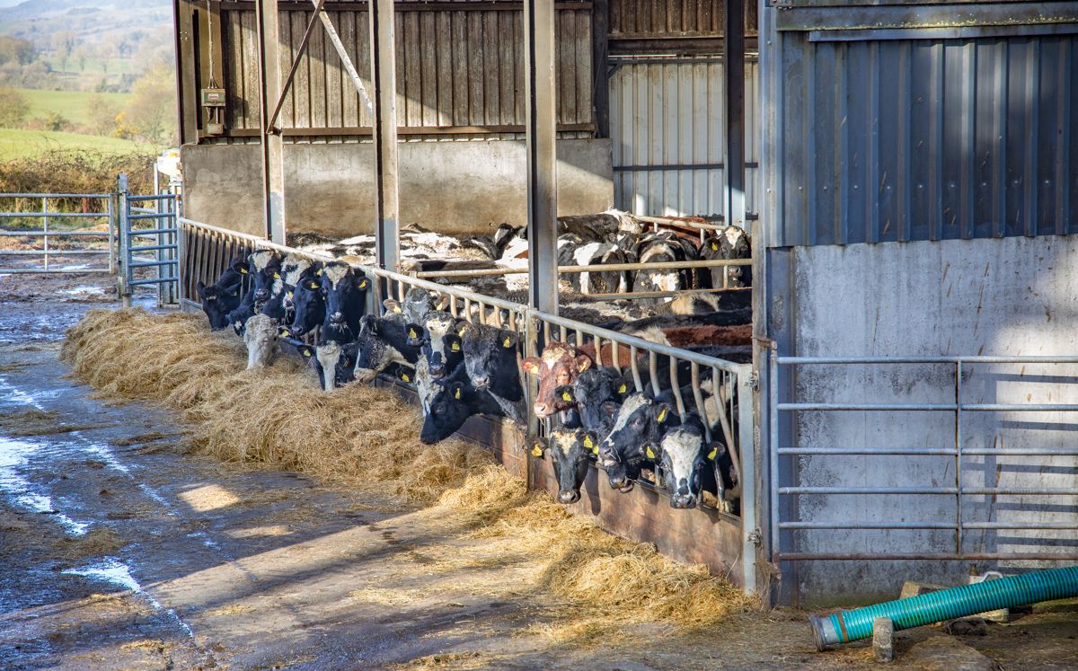 ‘Multi-million pound cost in NI if bluetongue gets foothold’
