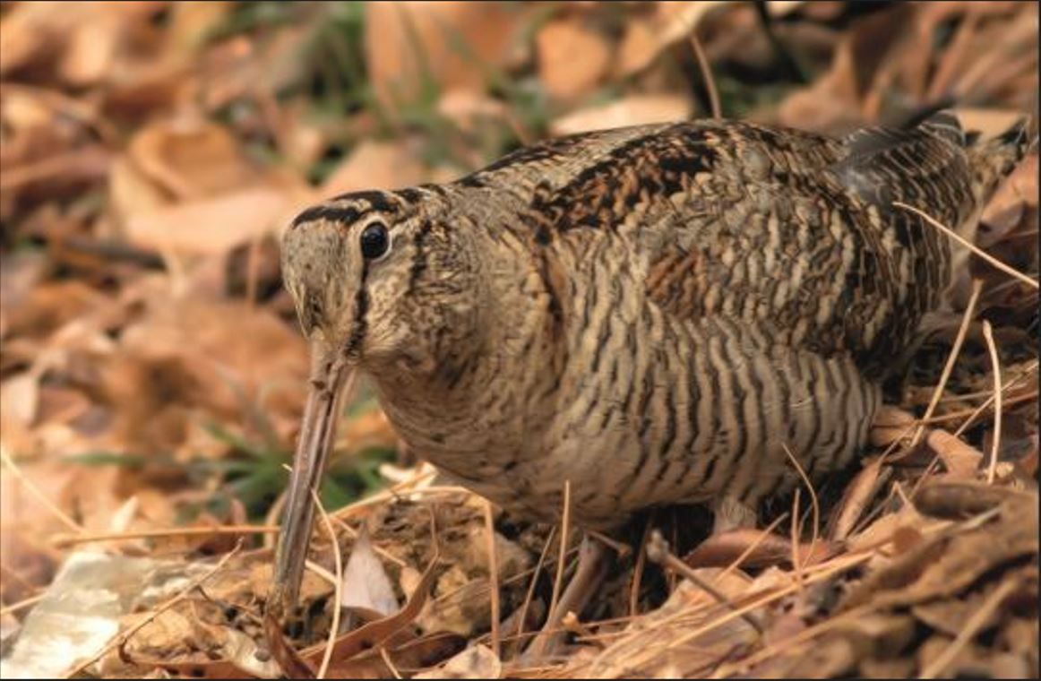 Decline in woodcock numbers likely due to habitat loss – GWCT