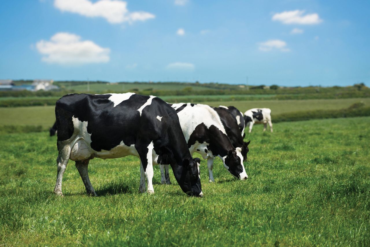 Rabobank confirms that world milk output has flat lined