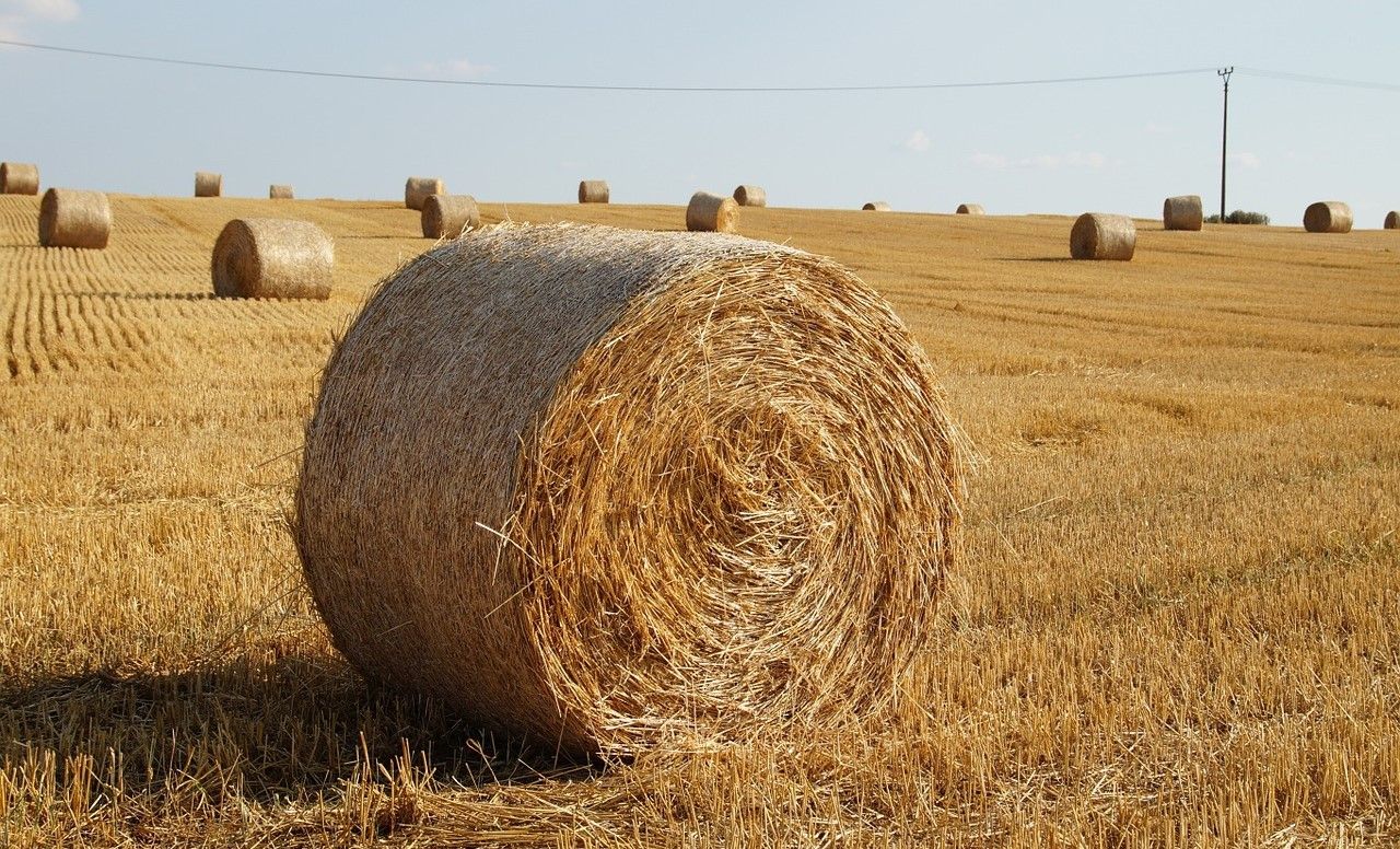 AHDB launches one-stop guide to straw bedding alternatives