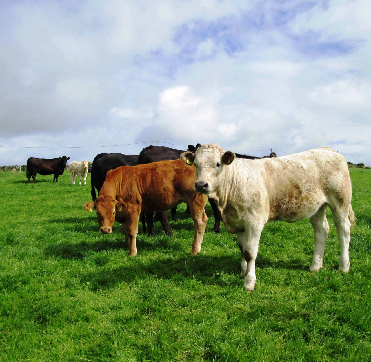 'Eating less meat might not lower greenhouse gas emissions'