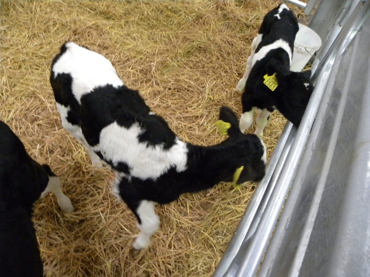 What can farmers expect from a BVD herd investigation?