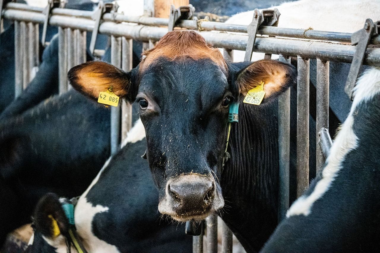 What are the benefits of parlour-training heifers?