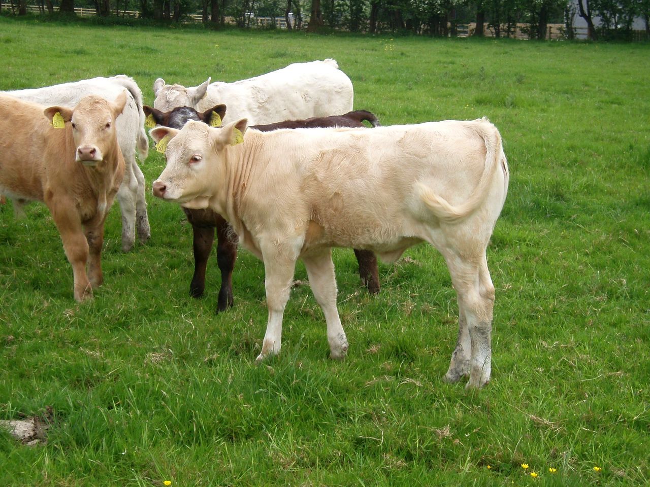 Spirited away: What does the Japanese beef market have to offer?
