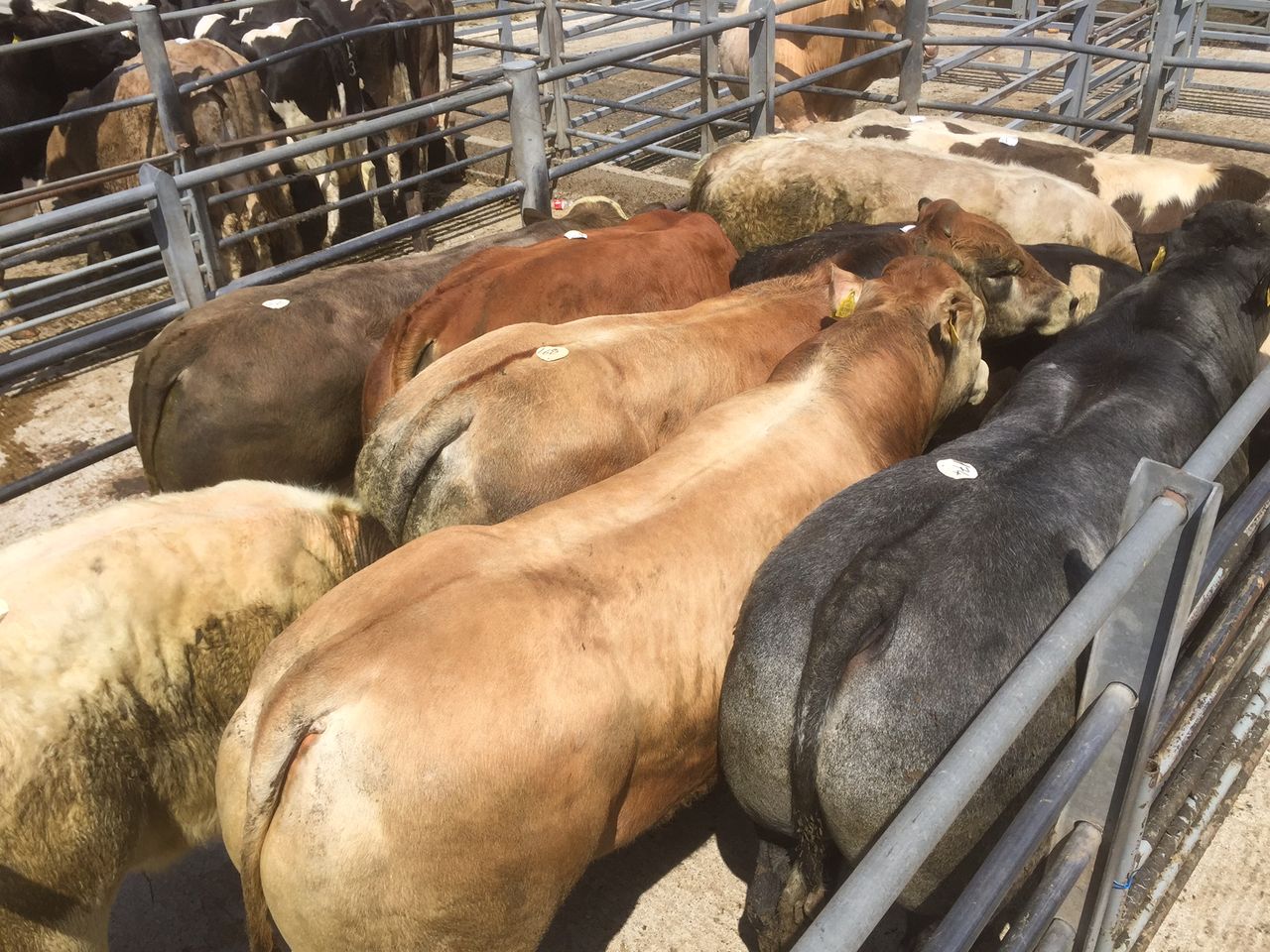Cattle trade remains stable as Turkish export market supports lighter stock