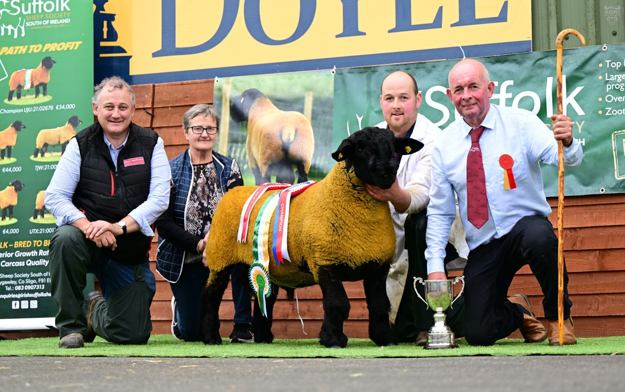 Scottish flock buys Cork-bred Suffolk ram lamb for €20,000