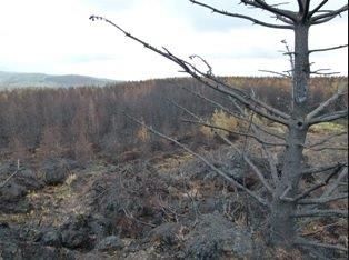 Fire service warns of heightened risk of gorse fires with current weather