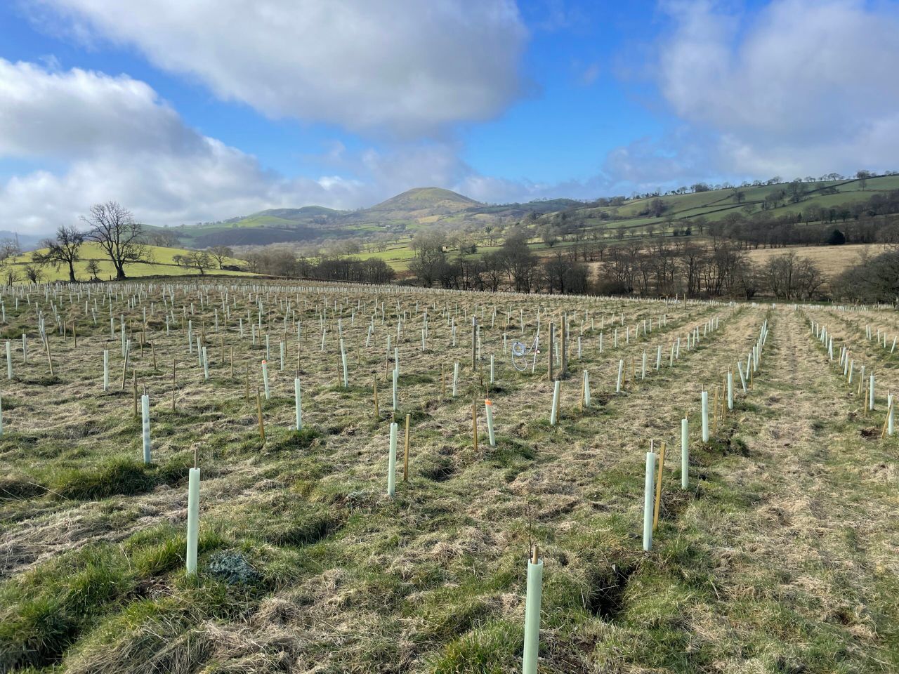 Wales to pay higher rates to farmers creating woodland