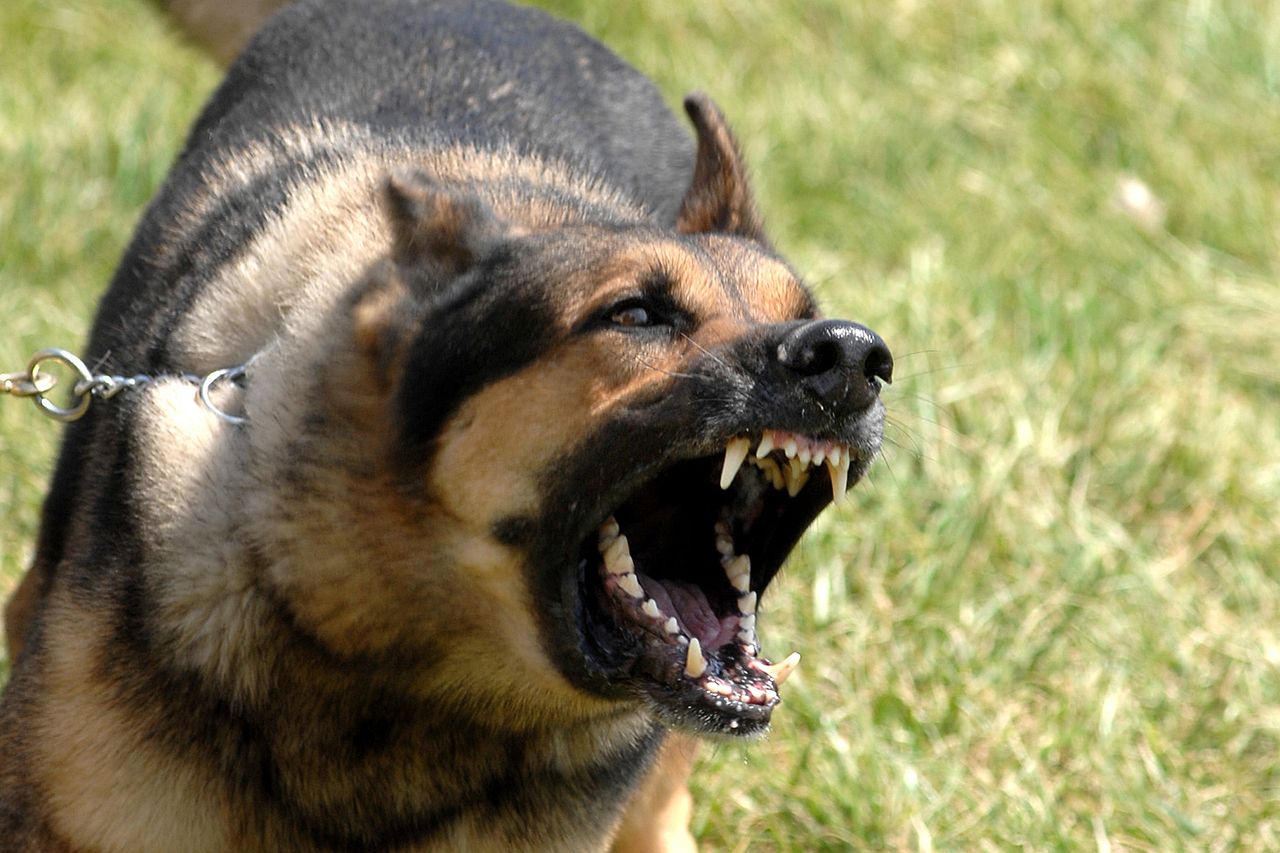 Dog owners warned of consequences to livestock worrying