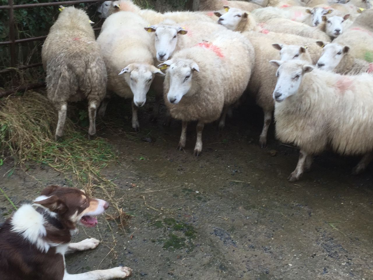 Imports of northern hoggets increase 34% in February due to stronger euro - LMC