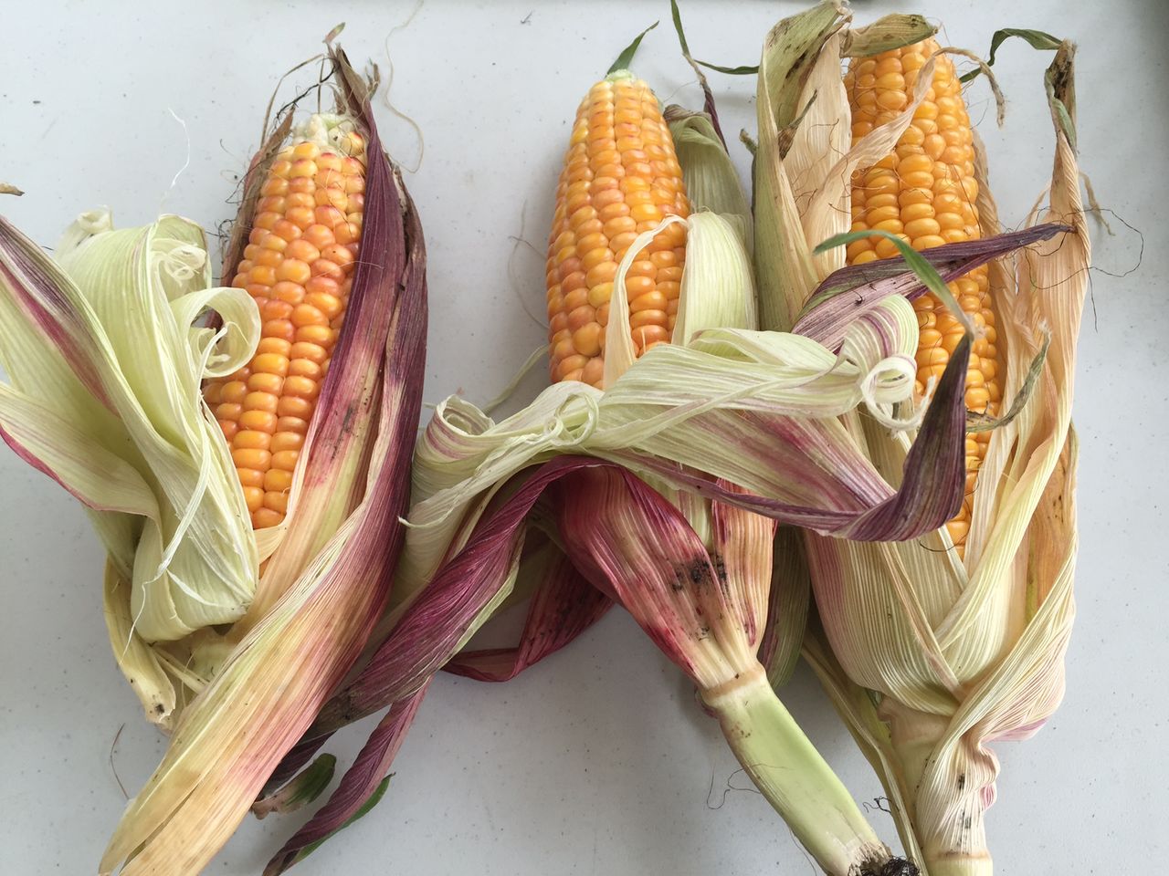 Maize yields set to increase by 20-25% after an 'extraordinary' growing season