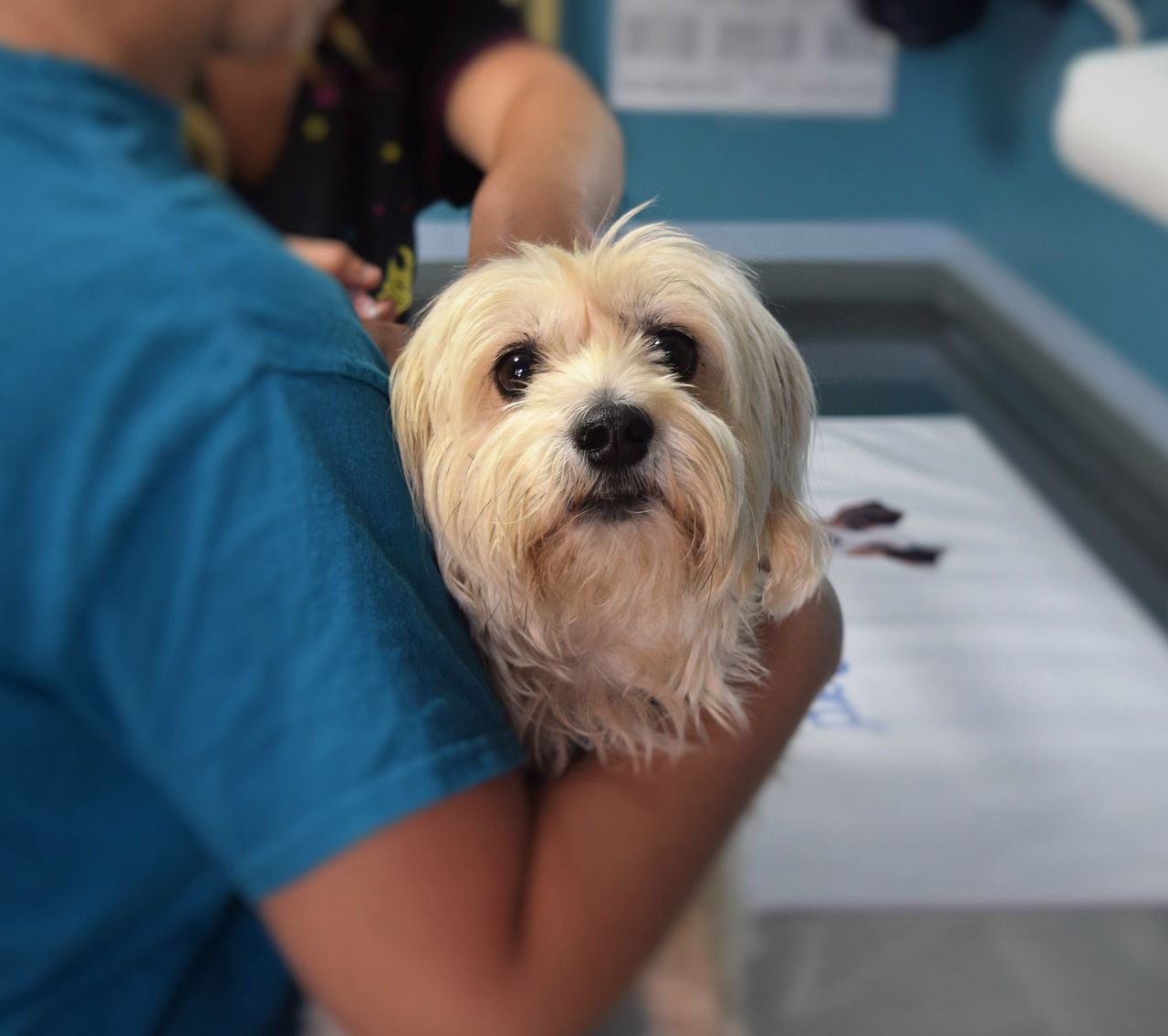 Vet prices and treatments ‘must be fair’  – Sugden