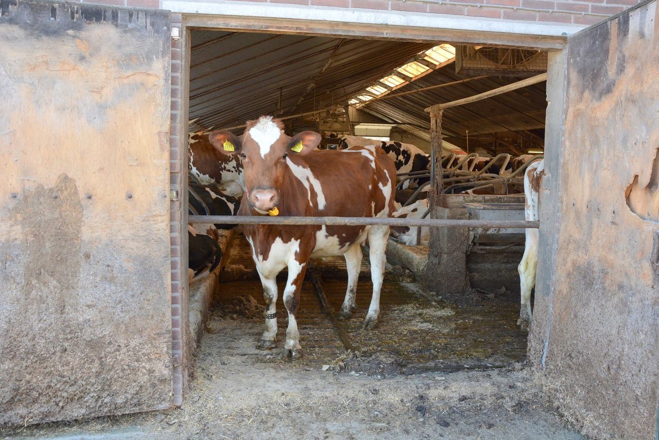 Australia develops world-first biodegradable vaccine for FMD