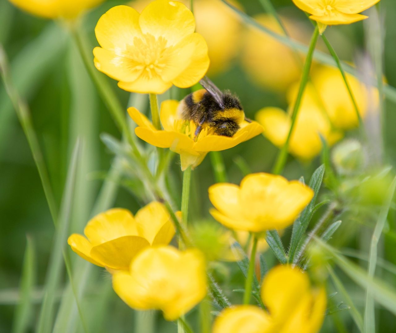 Integrated pest management a ‘key driver’ for UK agrochemical initiative