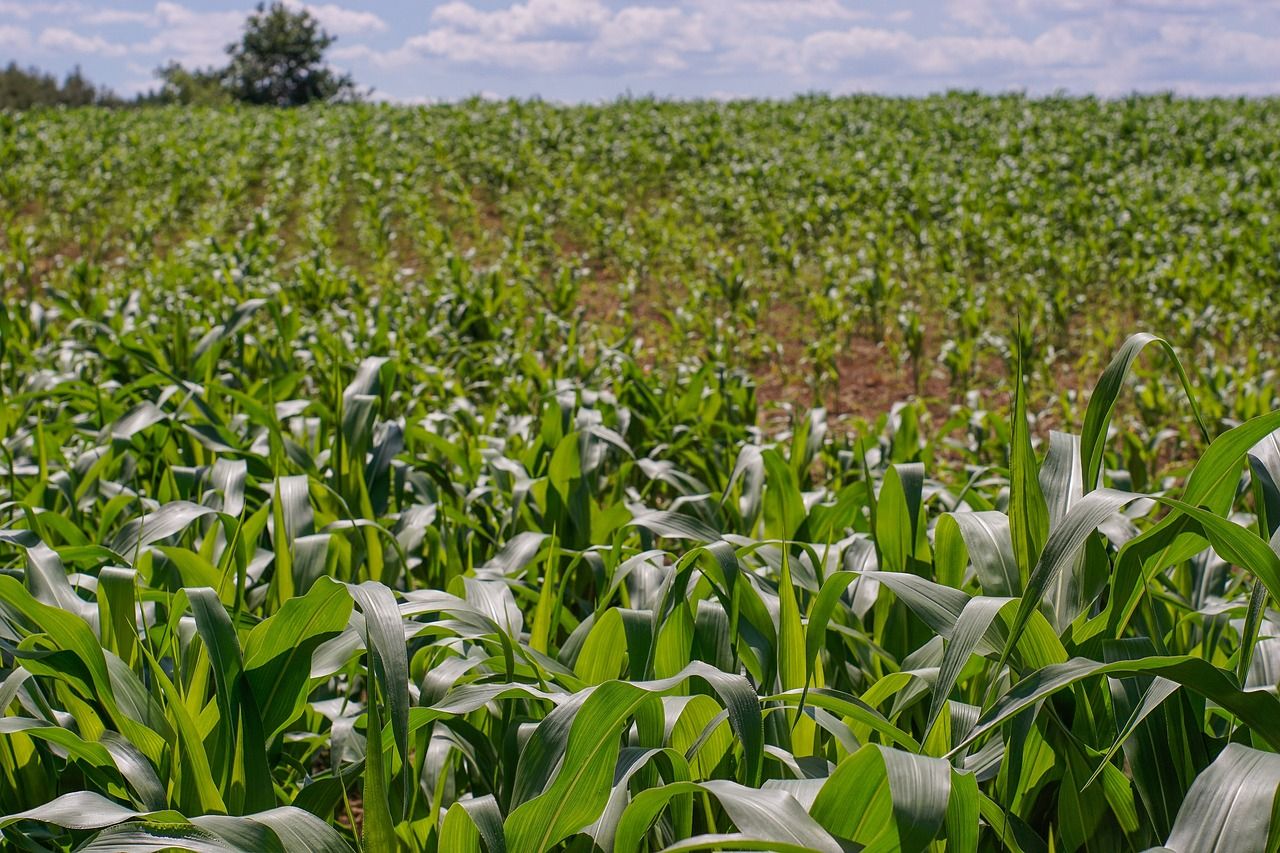 US corn prices drop by 18% as harvest increases