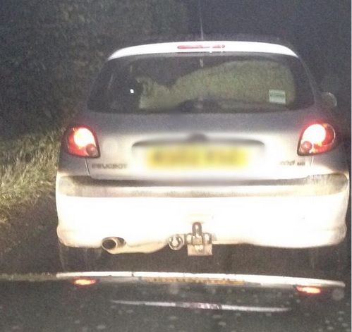 Driver of car stopped with sheep: 'I took it for a treat to McDonald's'