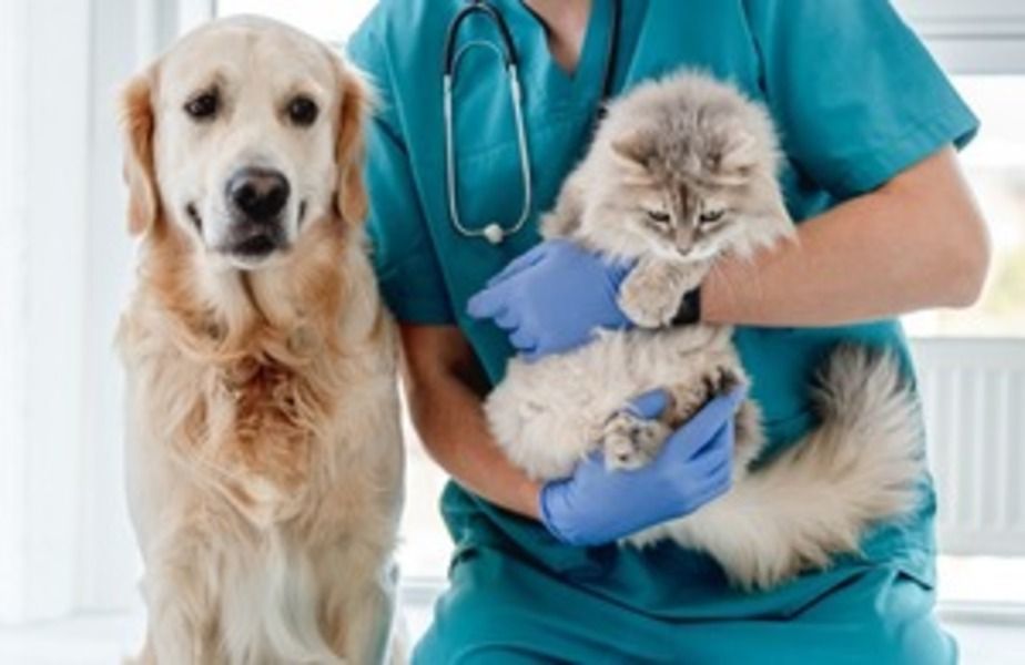 CMA announces its main concerns in UK veterinary market