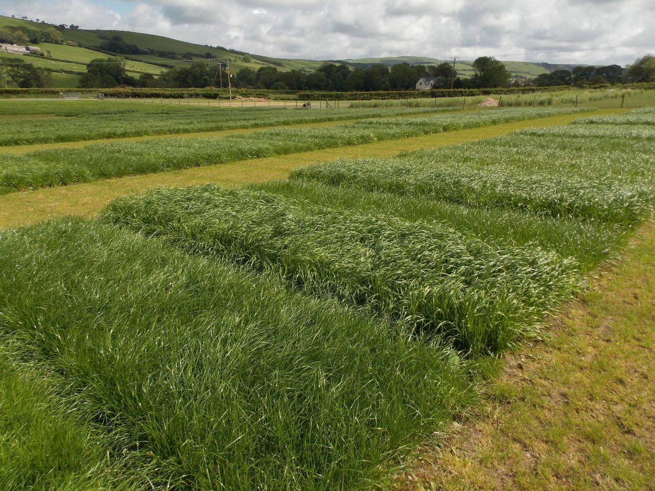 Using new technology to fill feed gap