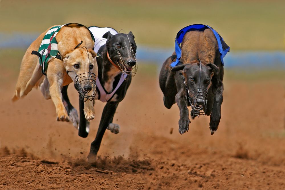 New South Wales to ban greyhound racing