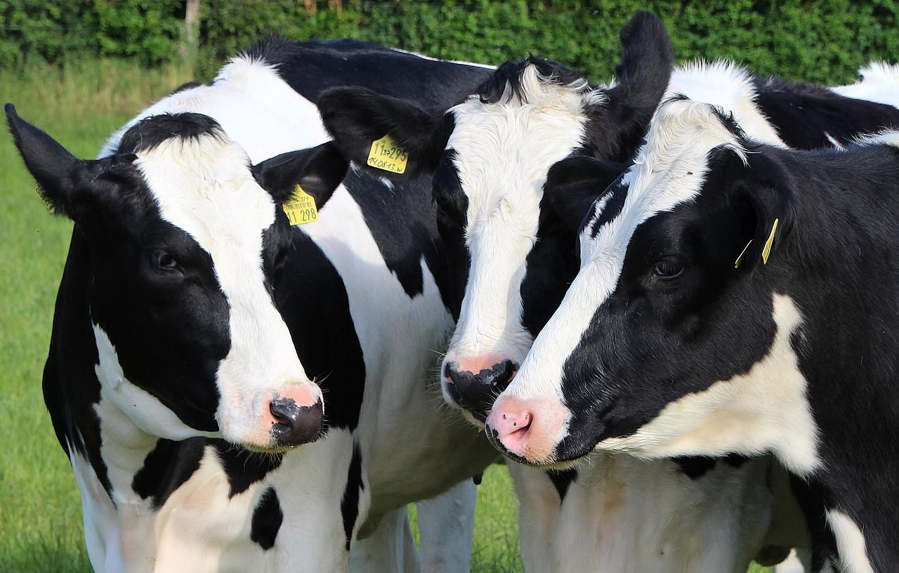 Latest UK strategy review shows progress in dairy cattle welfare