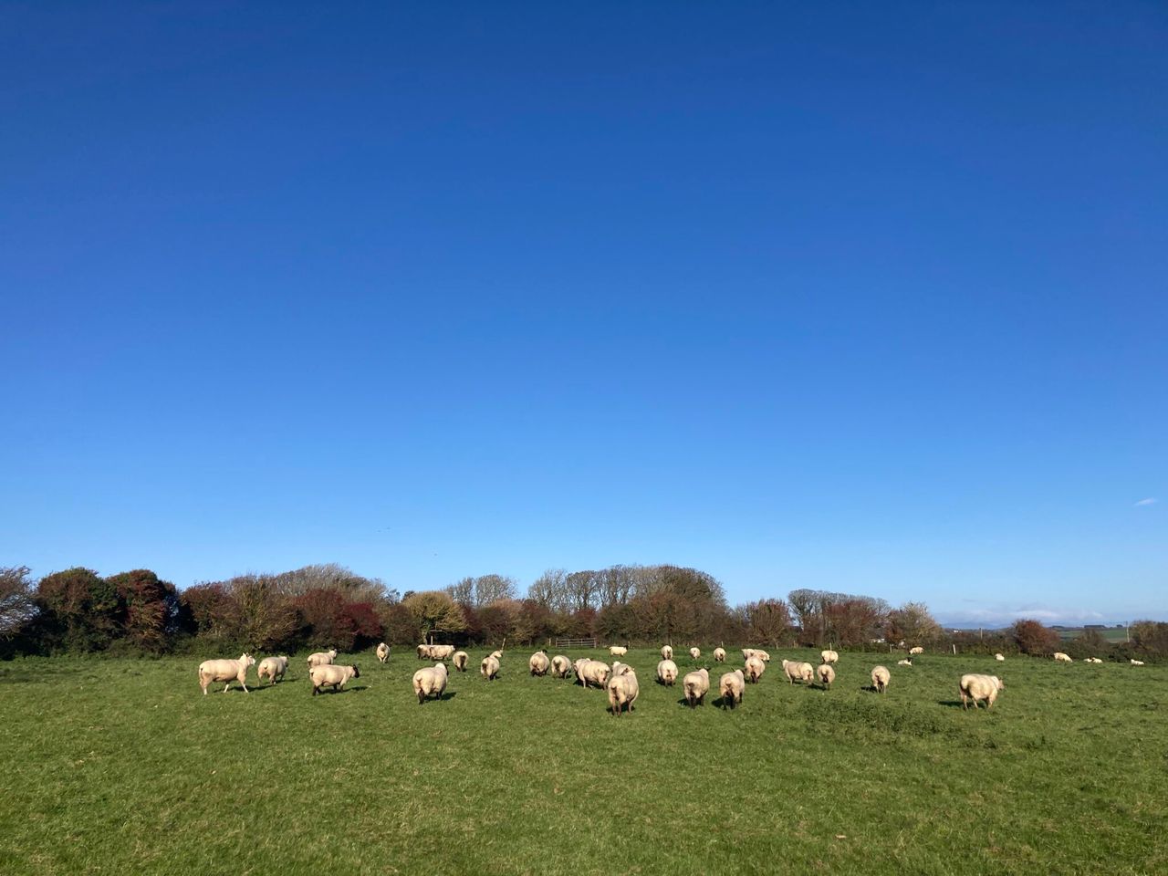 Applications open for innovative sheep farm visit to Scotland