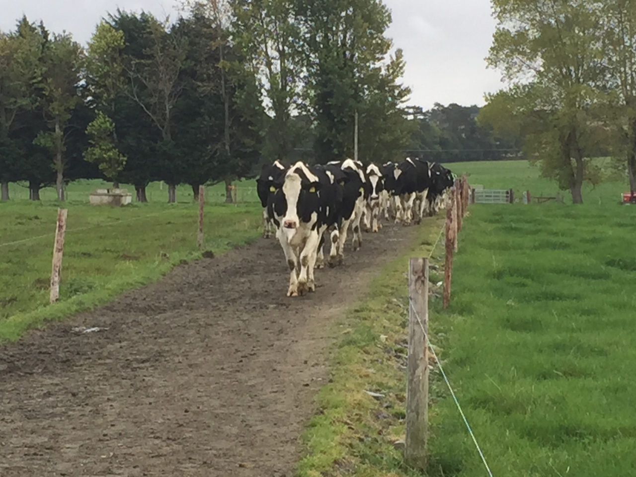 Low body condition score predisposes dairy cows to lameness