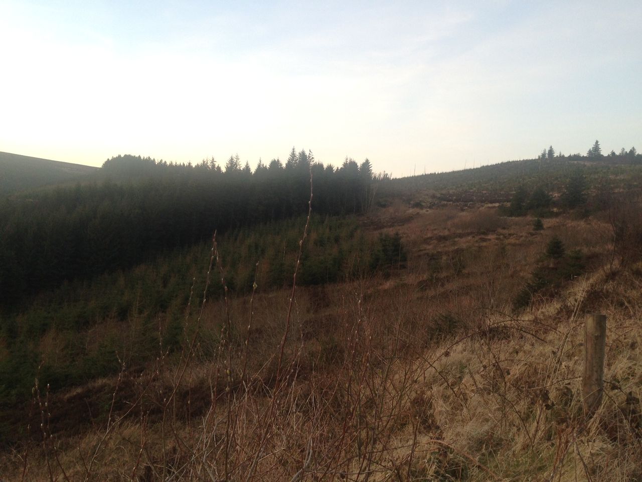 'Planting just uplands is not enough to combat carbon emissions'