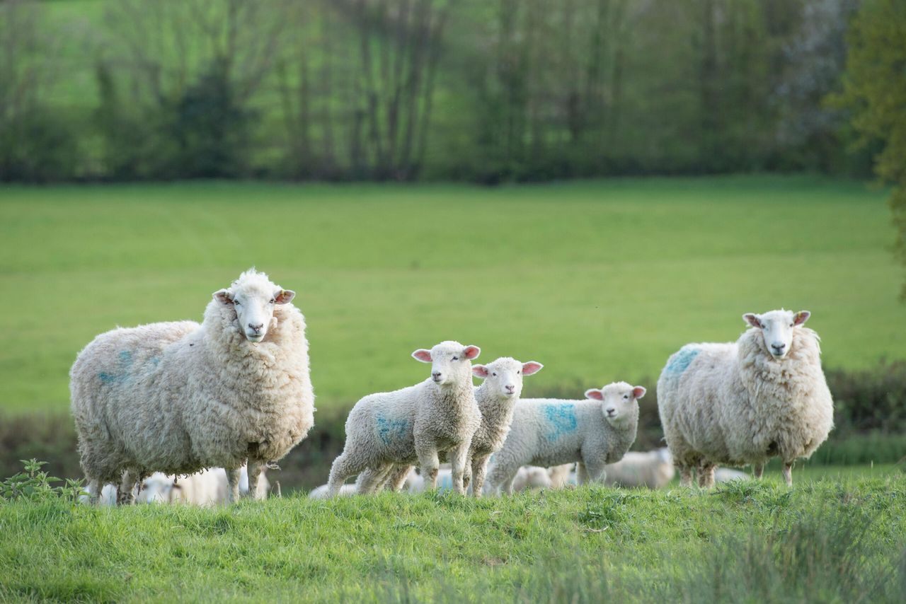 Farmers urged to give views on NI’s Rural Needs Act