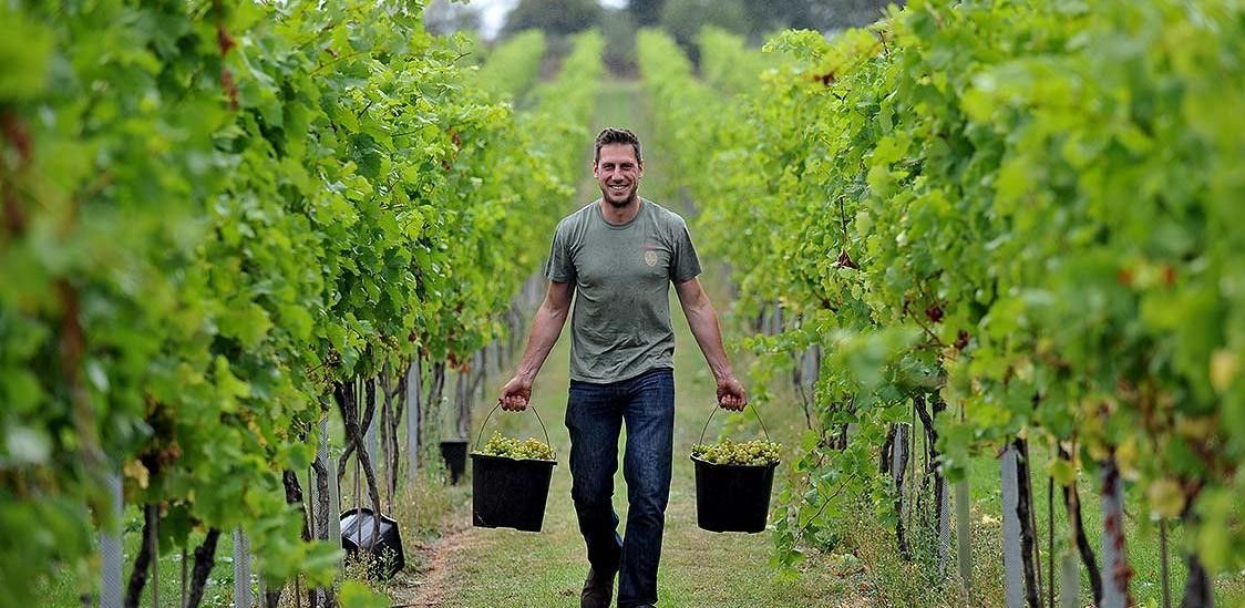 Agricultural university students launch their own rose wine