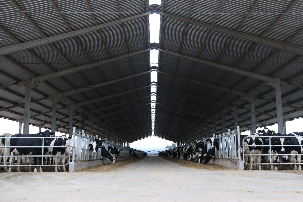 Hitting 1,000 cows in Brazil's dairy capital