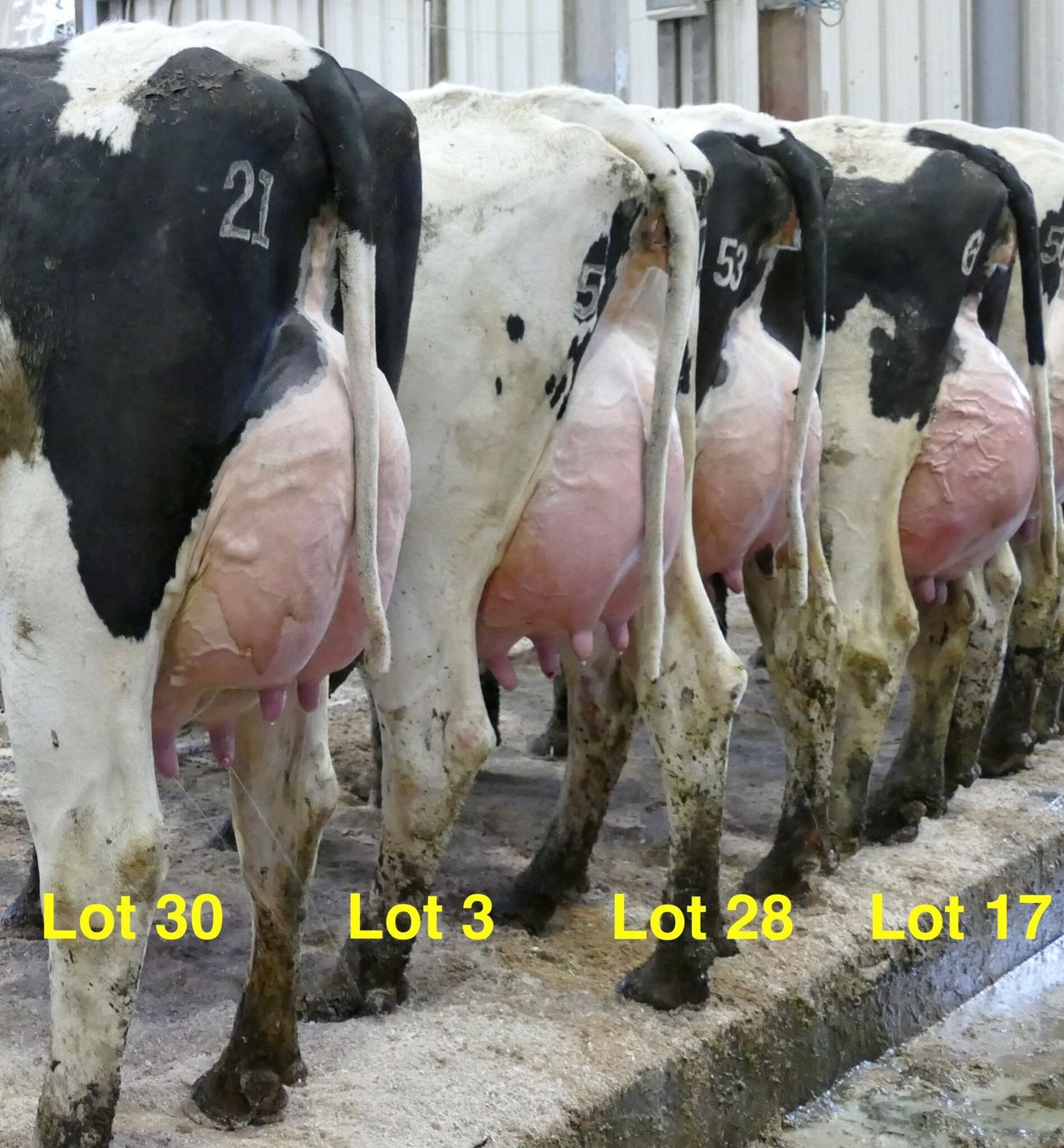 Greenlawn herd to offer first Parfect-sired heifer at auction in Ireland
