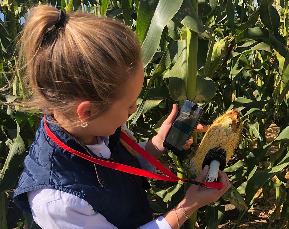 Pocket-sized moisture metre in the corn fields of the US
