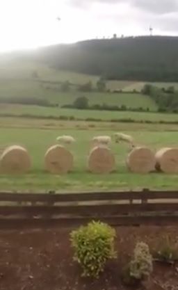 Videos: From woolly jumpers to locking horns