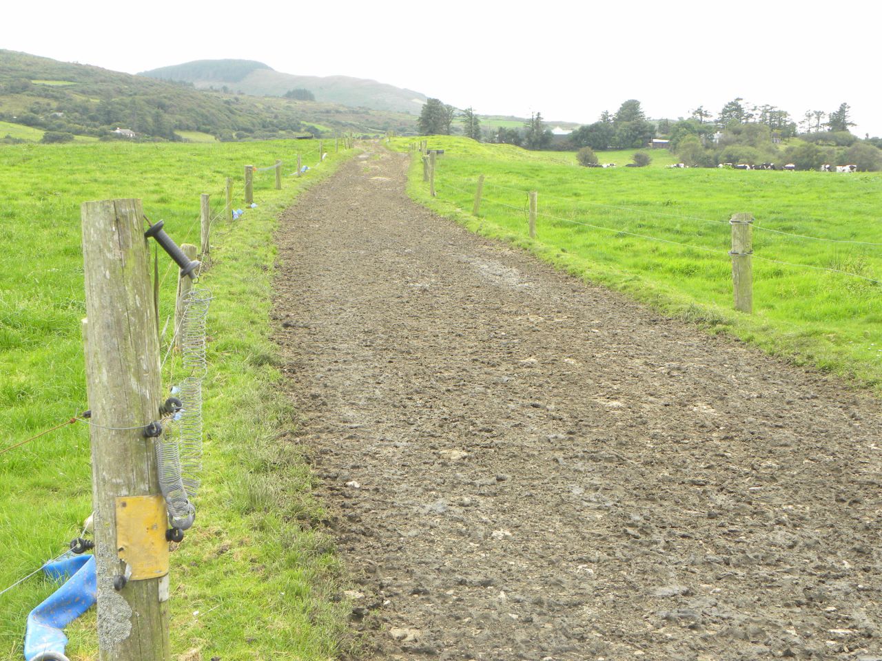 How far can dairy cows walk?