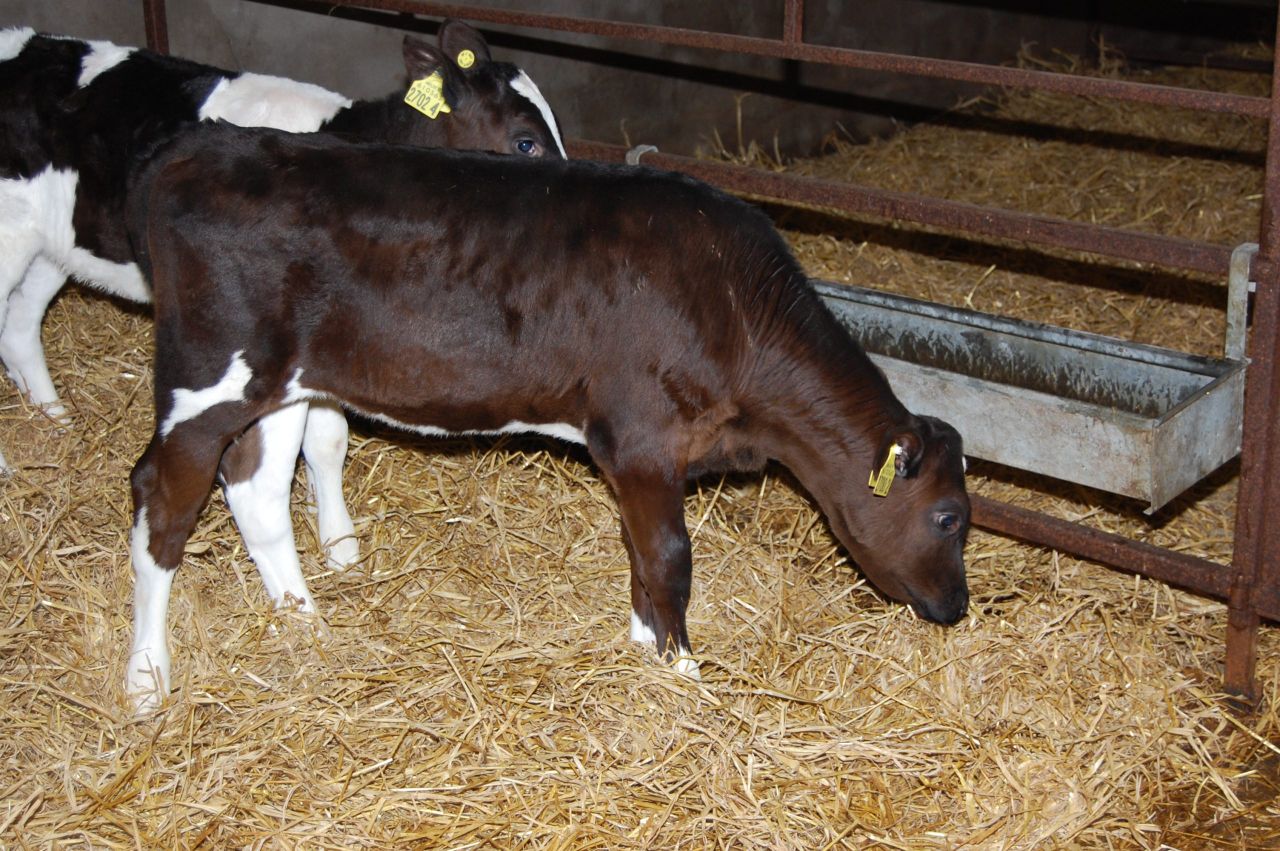 Treating scour in a newborn suckler or dairy calf