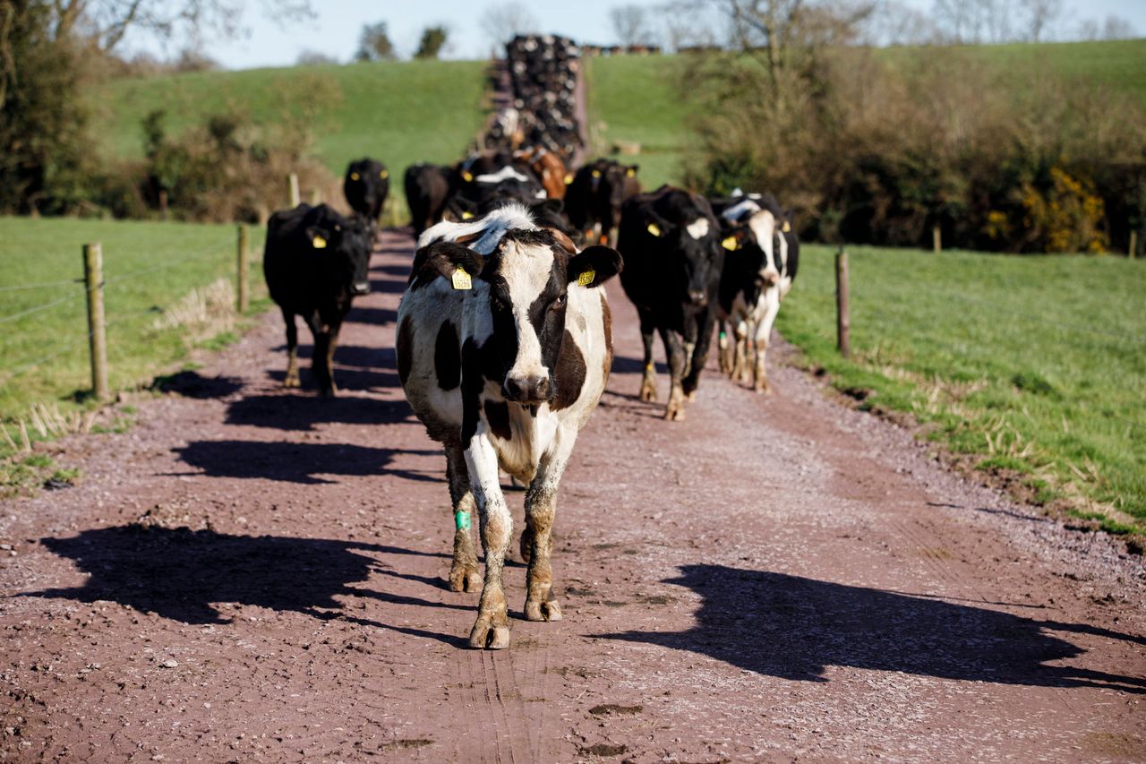 Mitigating the risk of heifer lameness this spring
