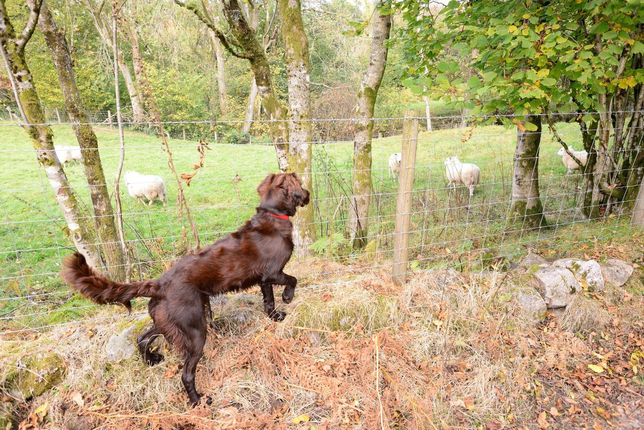 NSA launches survey to gauge impact of sheep worrying