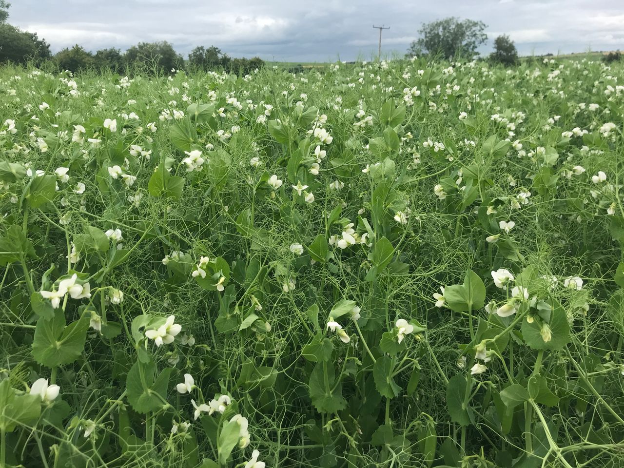 NI protein crop pilot payments to be issued next week