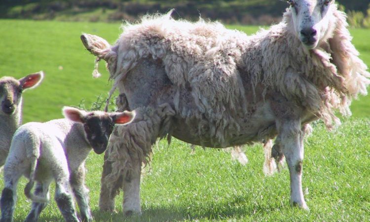 Sheep scab meeting to explore interest in NI eradication scheme