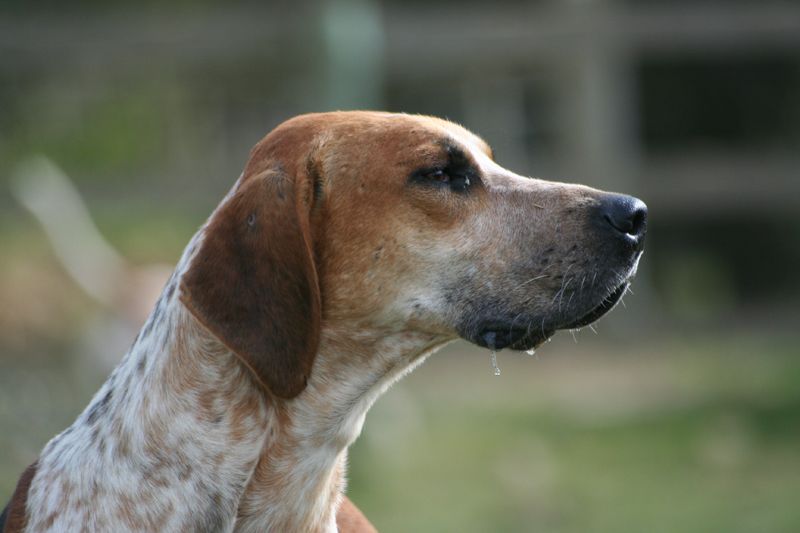 Search continues for marauding dog that has killed a 'large number' of sheep
