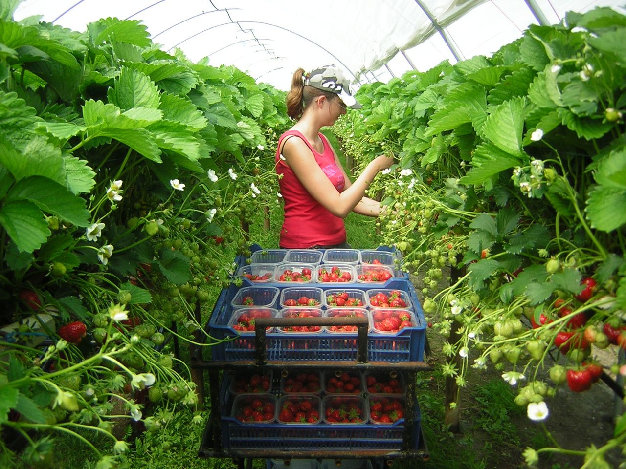 Seasonal worker shortage sees eastern Europeans flown into UK