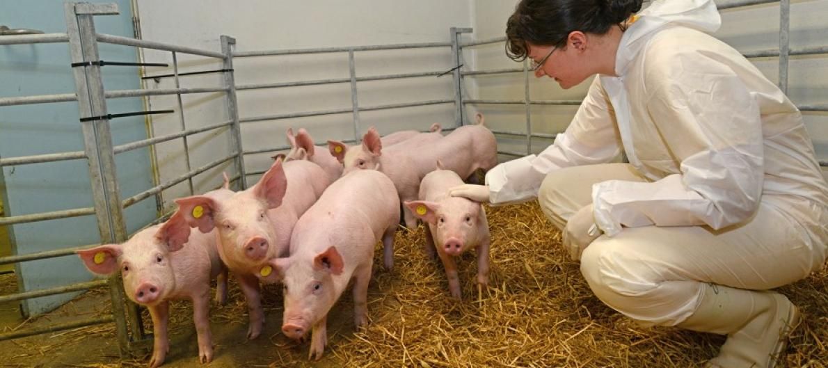Survey to gauge public opinion on gene-edited meat