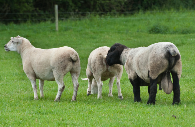 What are the benefits of raddling rams for the breeding season?