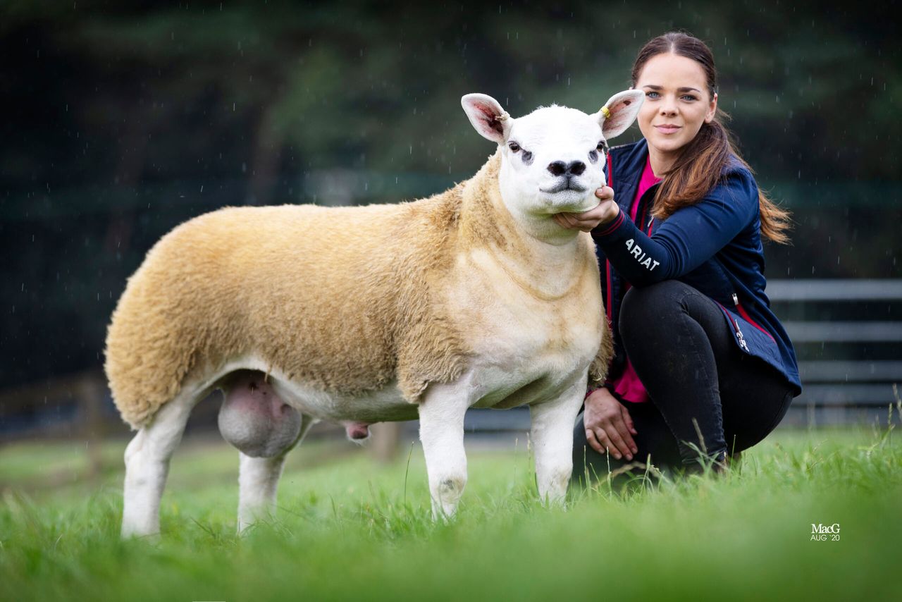 ‘Most talked about lamb of the year’ goes for 350,000gns in Scotland
