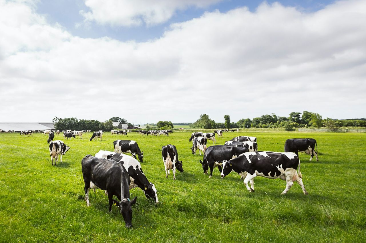 Seeing out the end of lactation for spring calving cows on a high