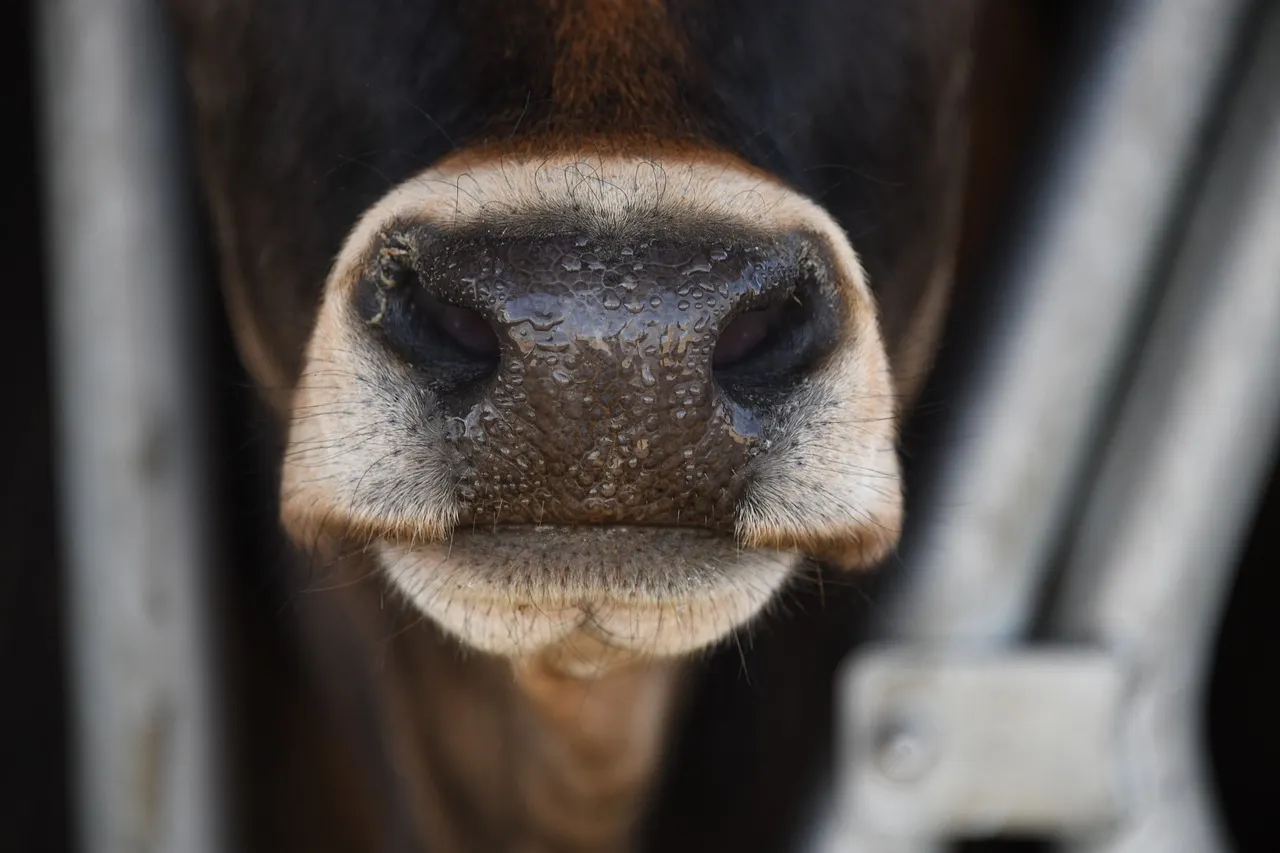 270 bluetongue cases confirmed in UK in current season – Defra