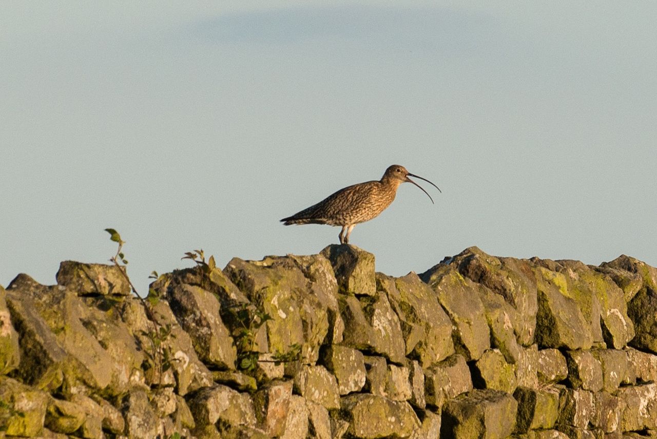 Final call issued to nominate 'curlew conservation heroes'