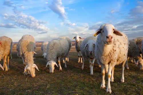 Schmallenberg virus expected to spread through Ireland in 2013